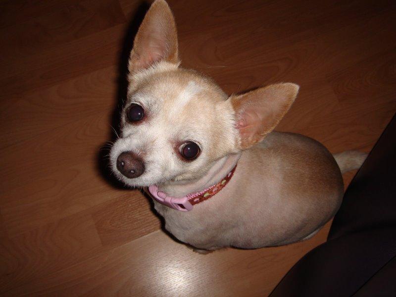 Peanut
