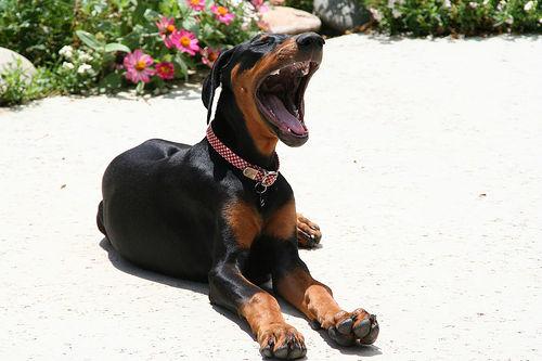 Dawg