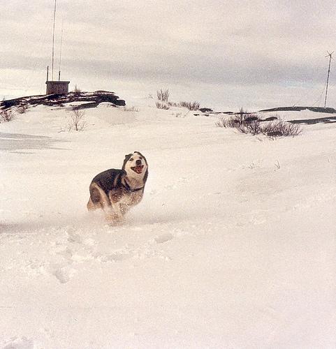 Harlow