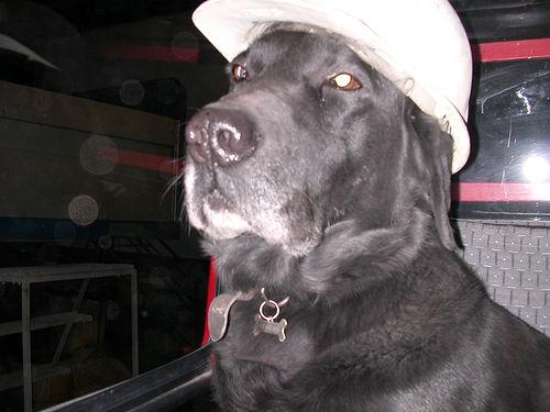 Auggie