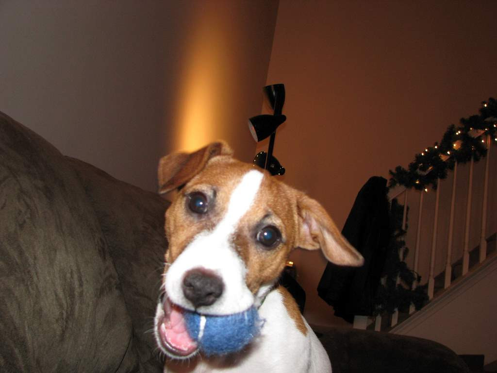 Tito